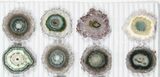 Lot: ~ Amethyst Stalactite Slices ( Pieces) #101757-1